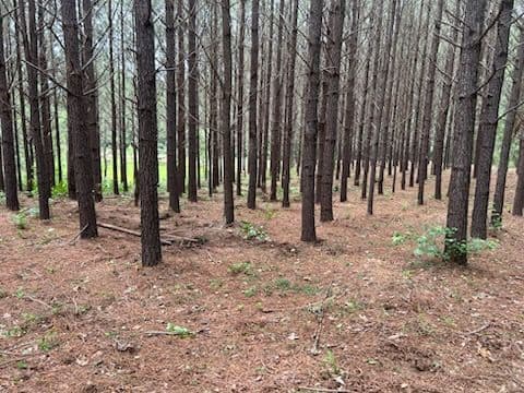 Enhancing Forest Order in Jonesville SC