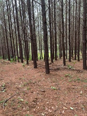 Enhancing Forest Order in Jonesville SC