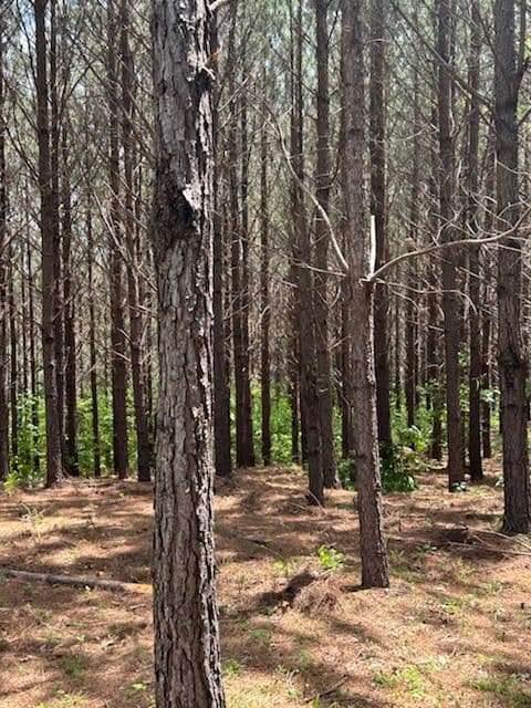 Enhancing Forest Order in Jonesville SC